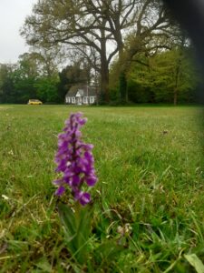 Early Purple Orchid
